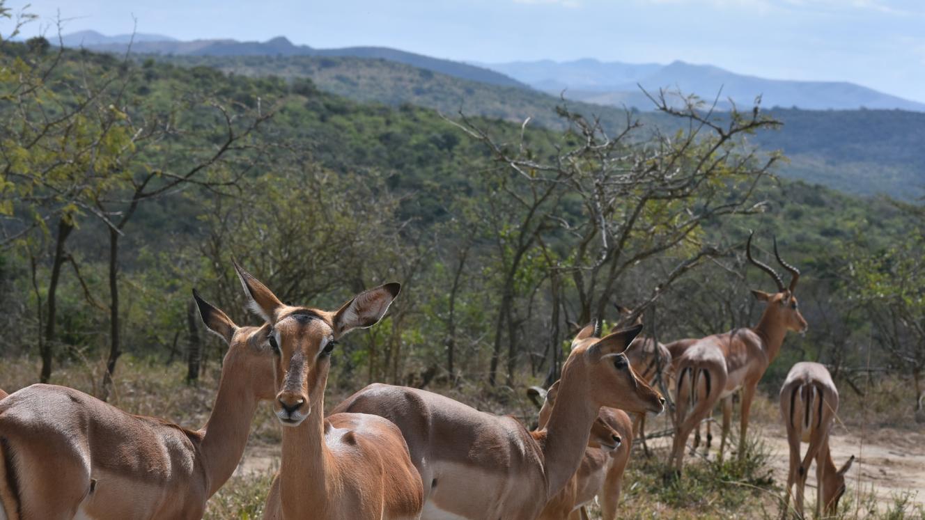 The South African government has identified land for the previously disadvantaged.