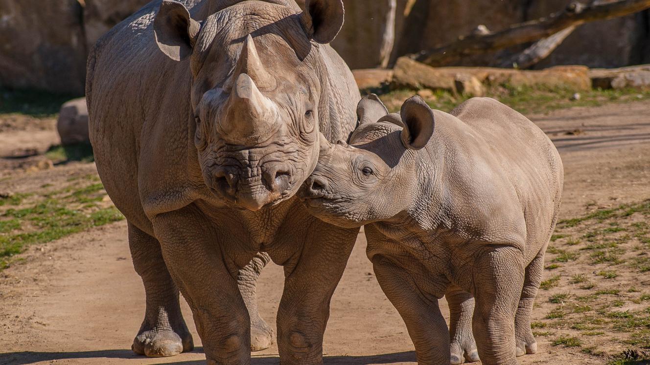 SADC: 4th Multi-Lateral Meeting of the Defence and Security Chiefs on anti-poaching. 