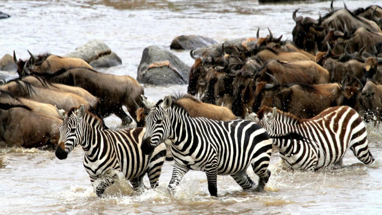 Camp Zebra follows the migration of the wildebeest and zebra herds.
