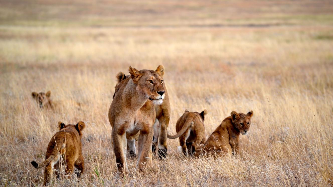 Thomson Safaris adds dates for safaris.