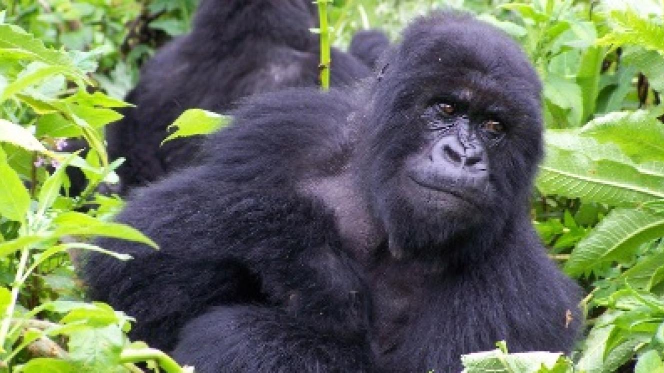 Acacia Africa has launched a set of new East African tours.