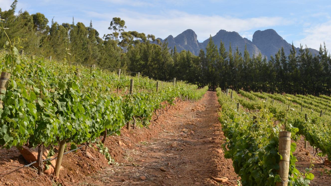 Wine tourism and how it can capitalise on big data with dramatic effect.