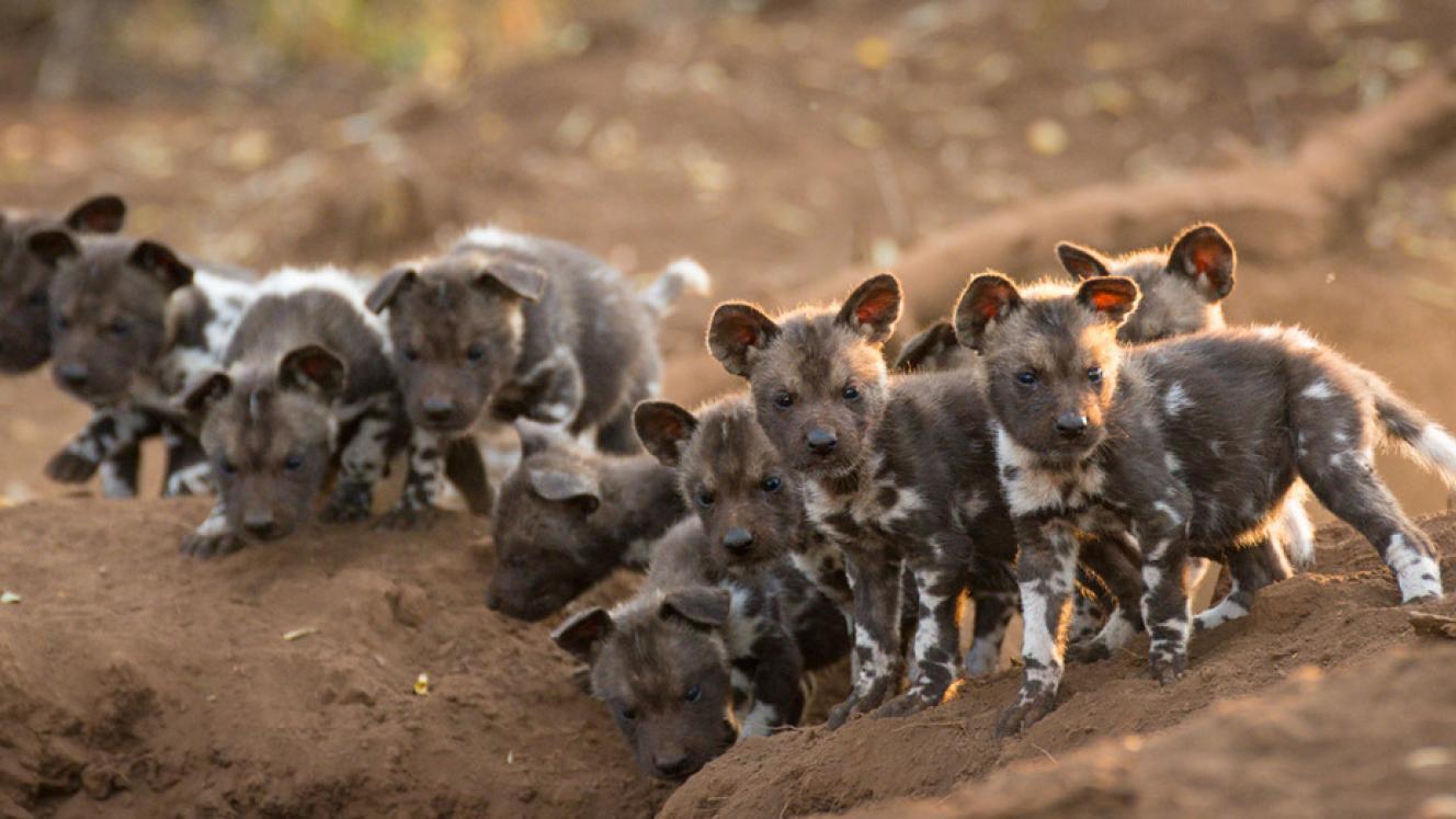 No wild dogs for East London Zoo.