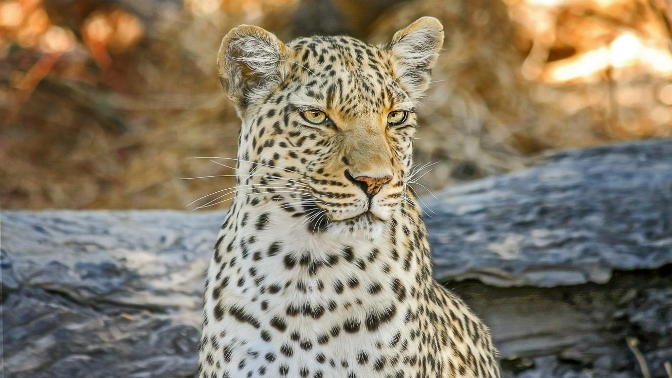 Jenman African Safaris reveals exclusive new product range, Jenman Select.