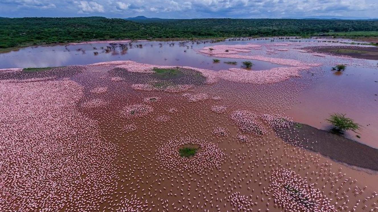 Lake Bogoria in Kenya has turned pink as millions of flamingoes flock to the area.