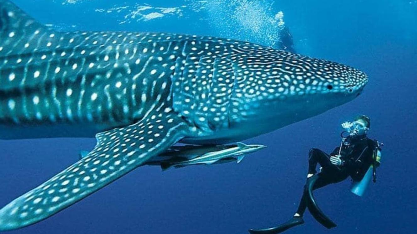 Swimming with the sharks.