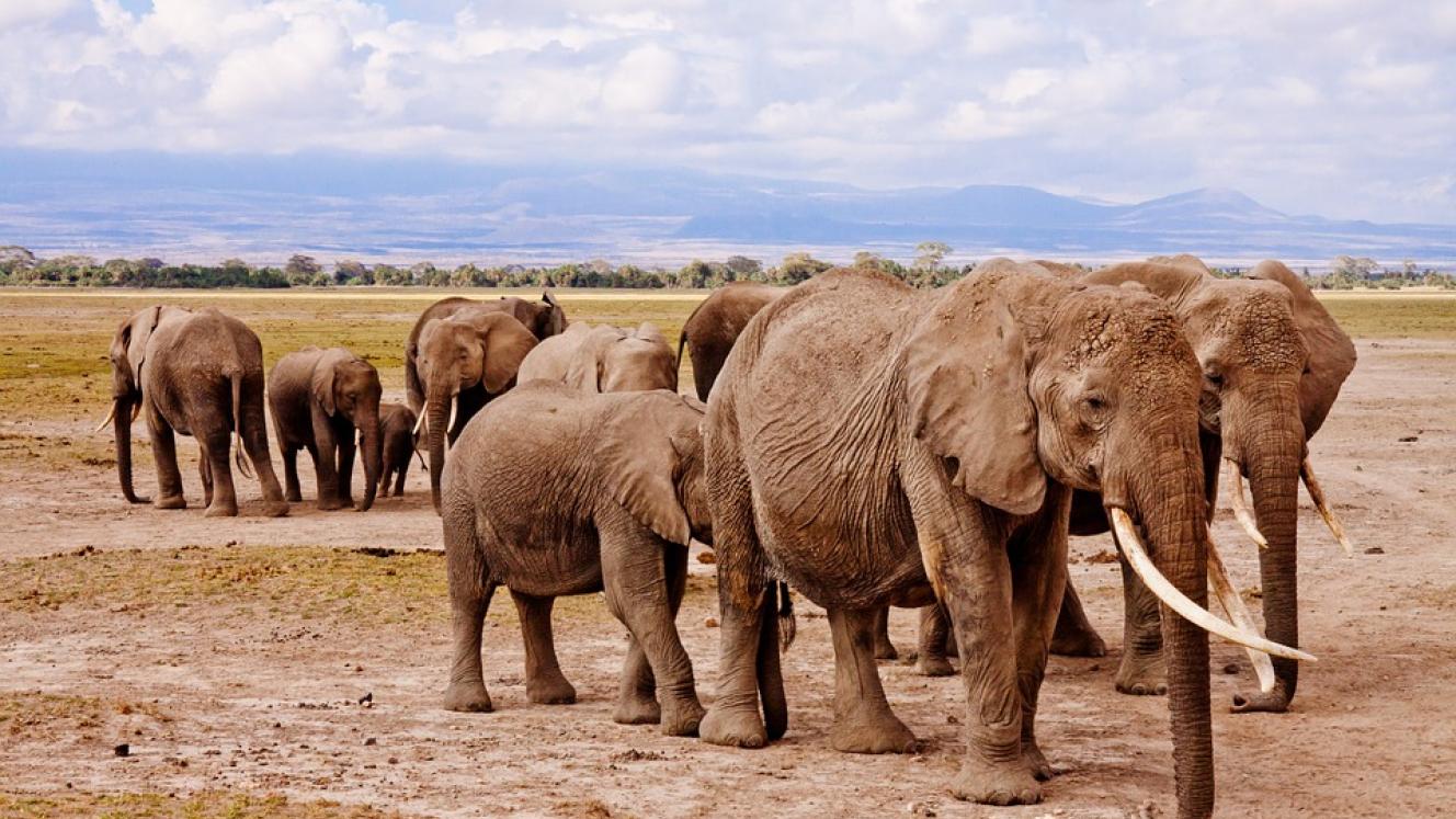 Malawi is more than just a like – it’s a safari destination too.