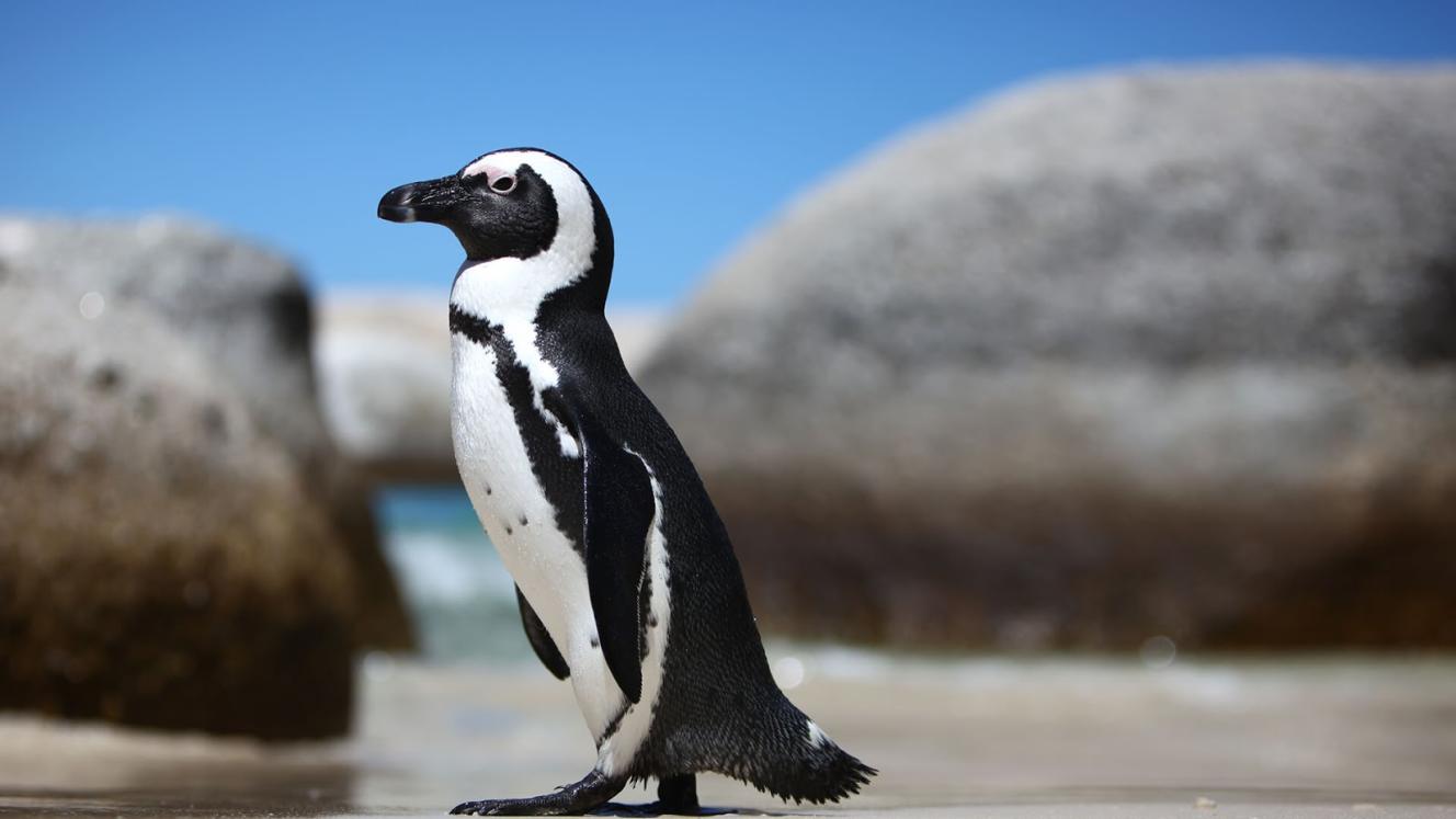 Marine Guide Training School to open in Western Cape, South Africa.