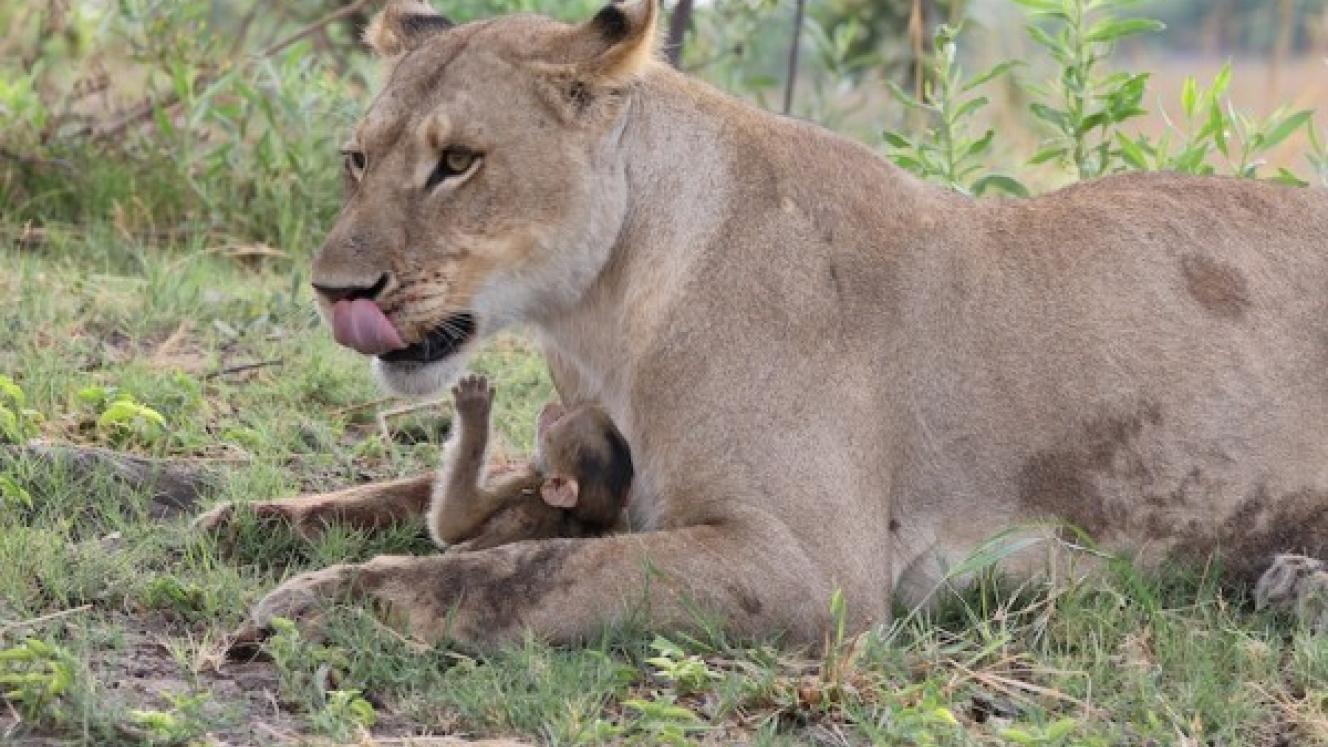 An unexpected partnership saves baby baboon’s life. Images: Evan Schiller.