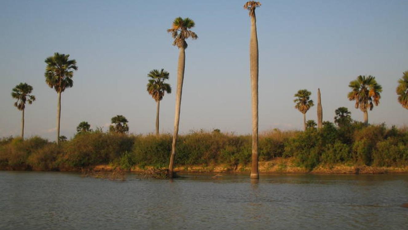 Large-scale logging has been proposed in Selous Game Reserve, Tanzania.