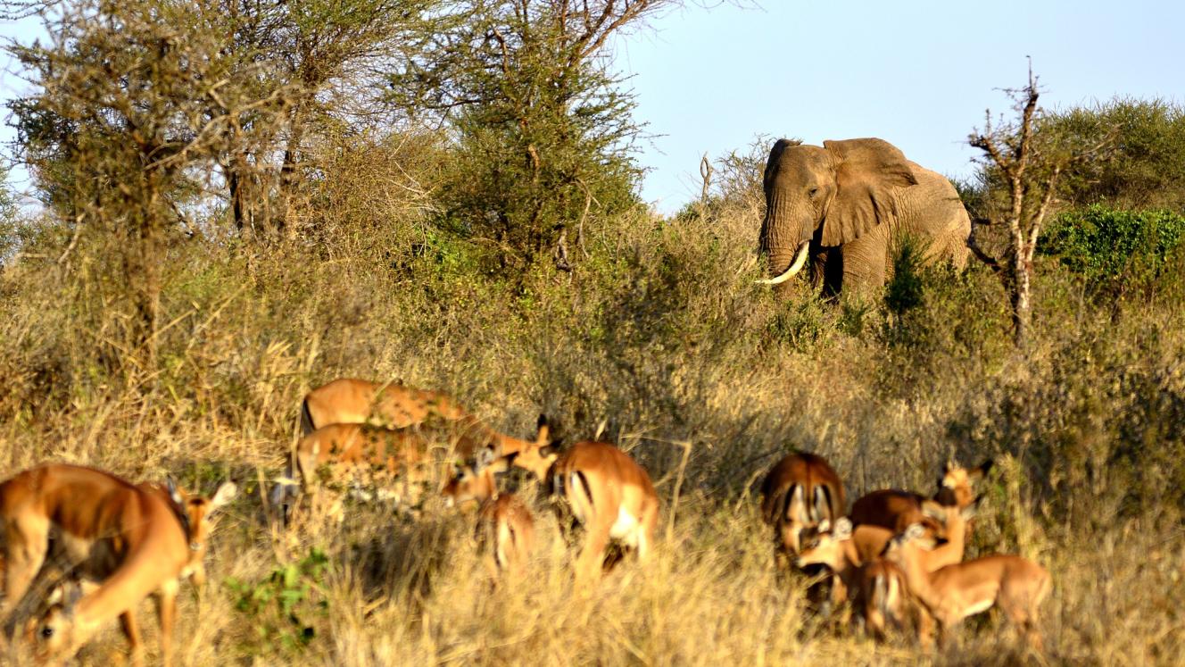 Five game reserves in Tanzania to be upgraded to national parks.