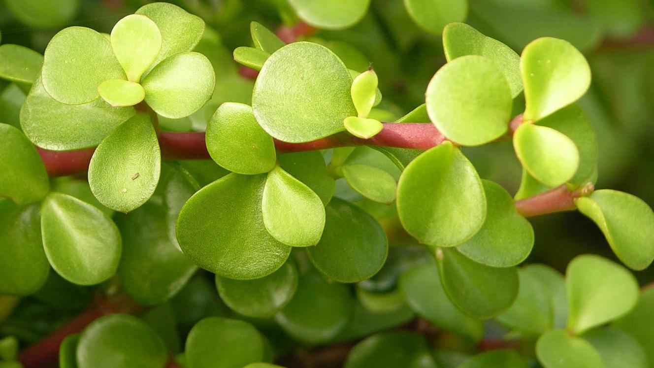 Samara Private Game Reserve is using the indigenous spekboom to help the environment.