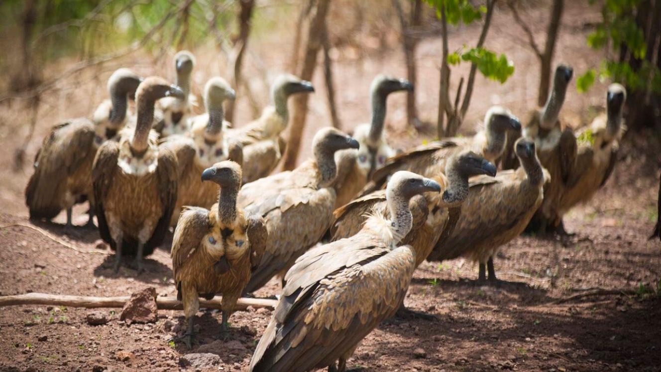 Hundreds of vultures have benefited from the vulture feeding programme.