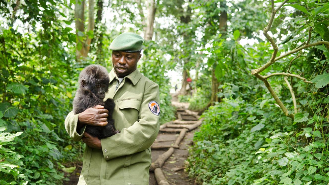 Virunga National Park is home to 800 mountain gorillas protected by 500 rangers.