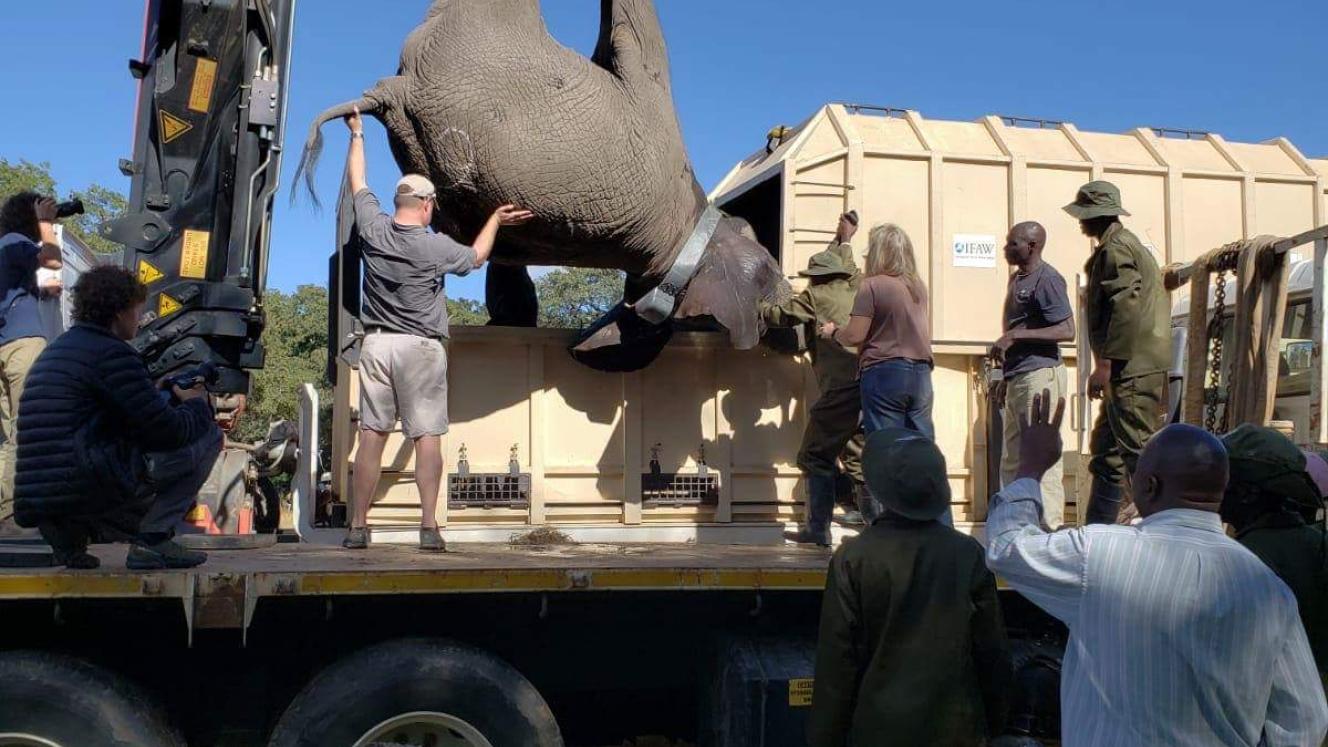 Saving lives, one elephant at a time.