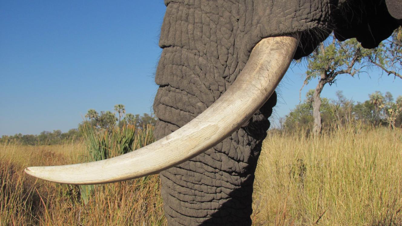 Zimparks rangers tracked down poachers in Hwange National Park.