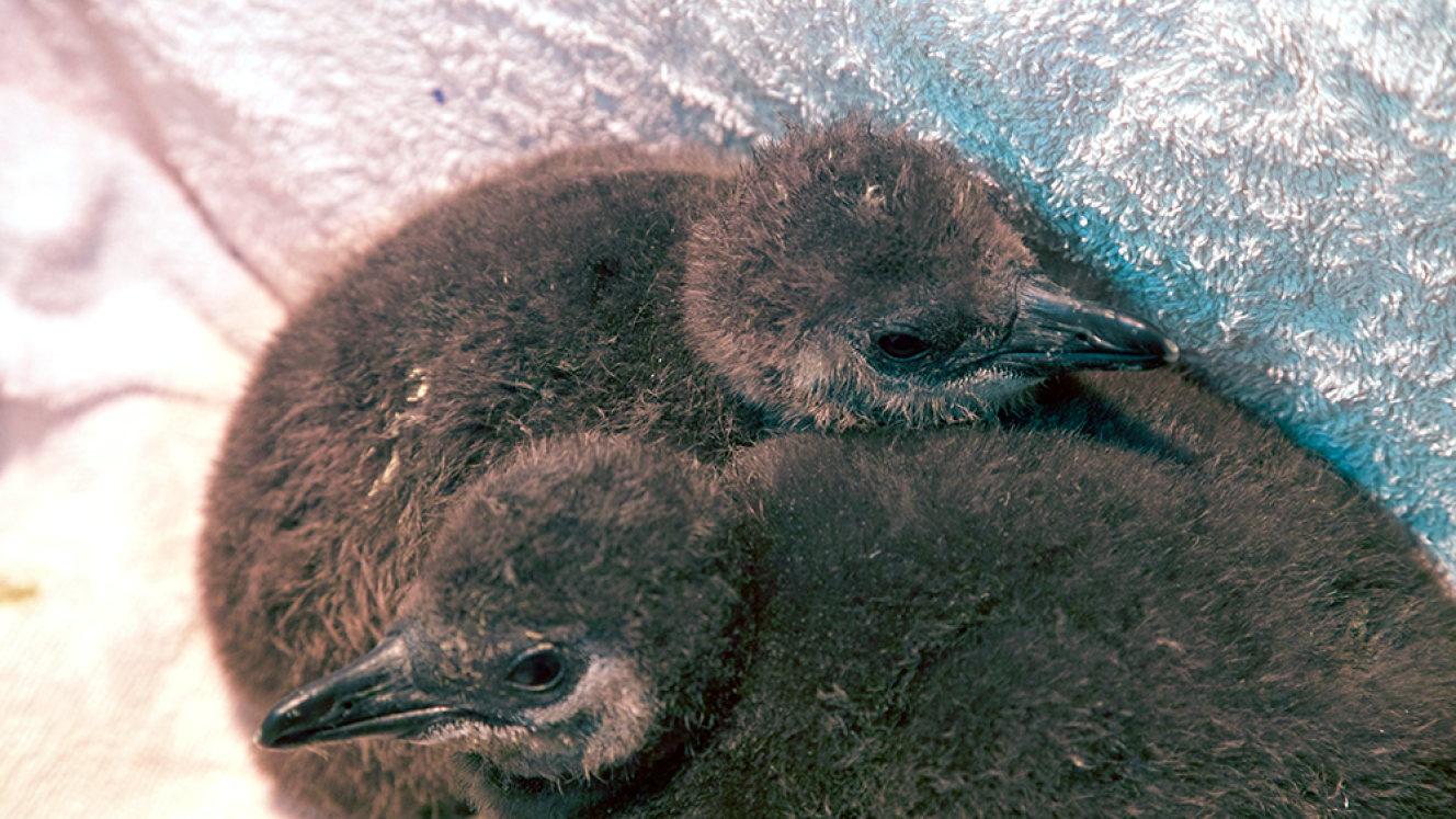 28 African penguin chicks saved: every chick counts.