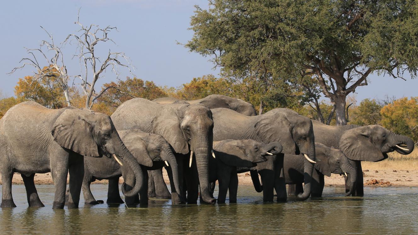 Hunting ban on elephants may be lifted in Botswana. 