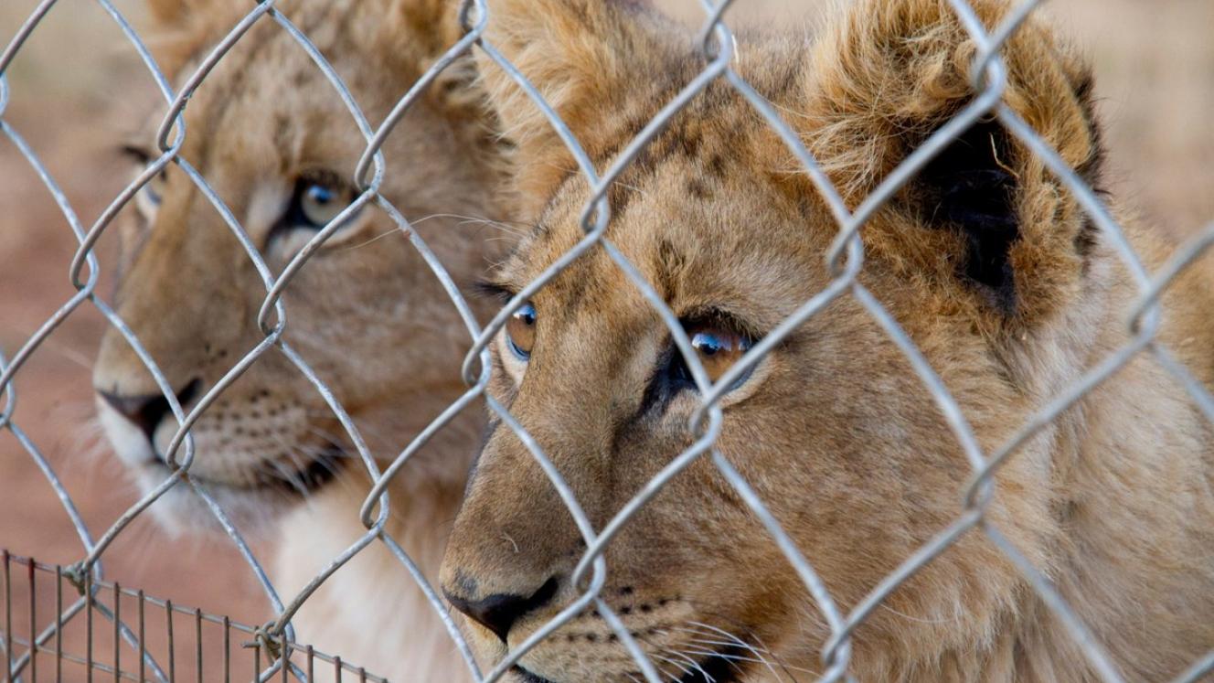 Fair Trade Tourism’s Captive Wildlife Guidelines will be made available from July 2.