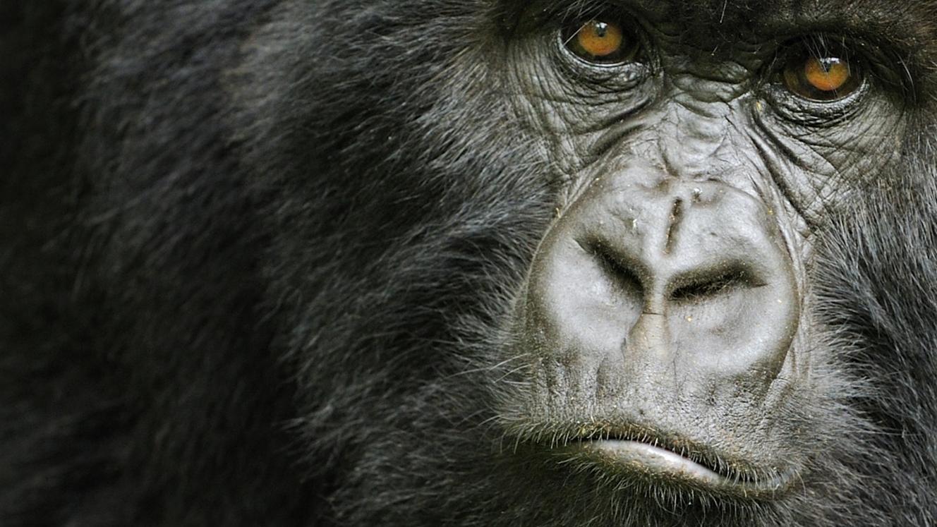 A new survey has found numbers now exceed 1 000.