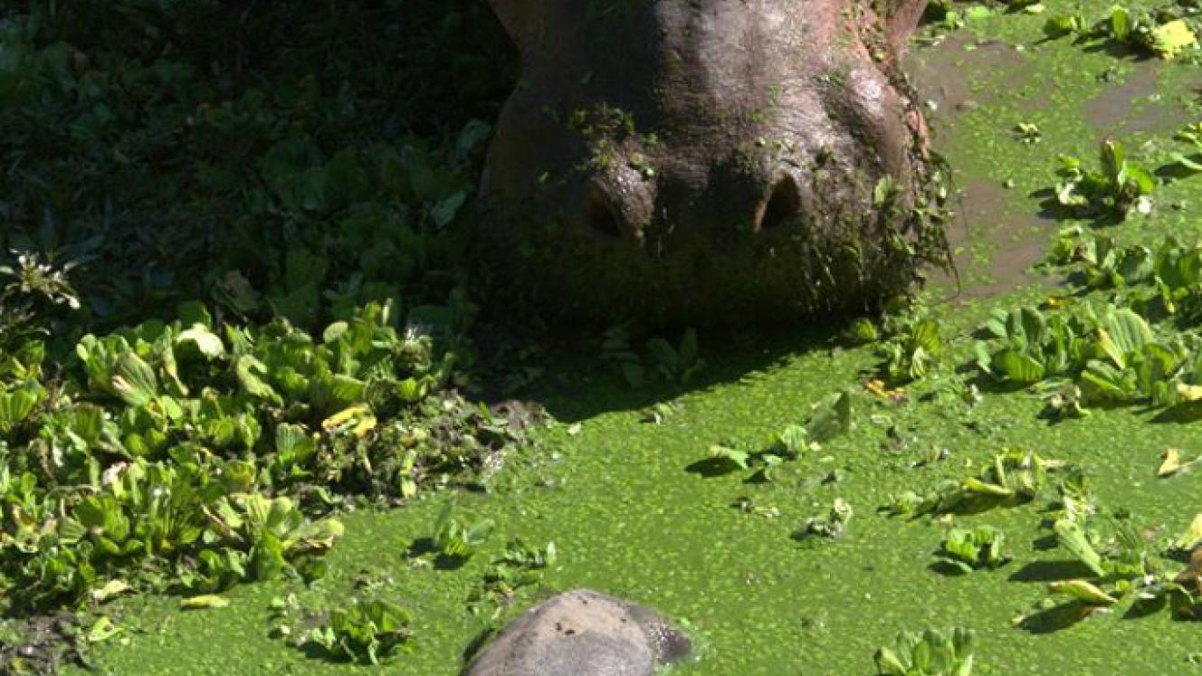 A hippo has given birth to twins in Zambia.