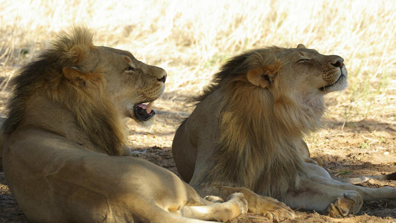 The Limpopo Lion Protection Team was launched with success.