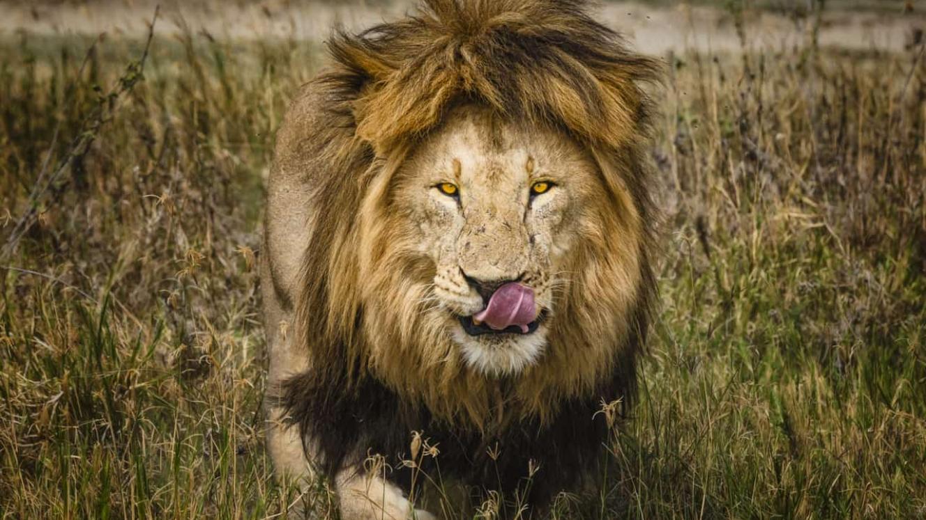 Trafalgar Tours is launching nine new African tours.