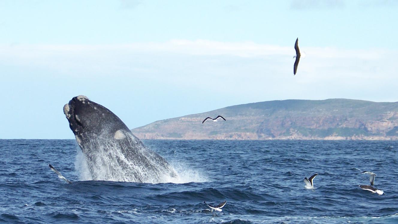 A group of travel agents from the UK recently visited Plettenberg Bay. Credit: Ocean Blue Adventures.