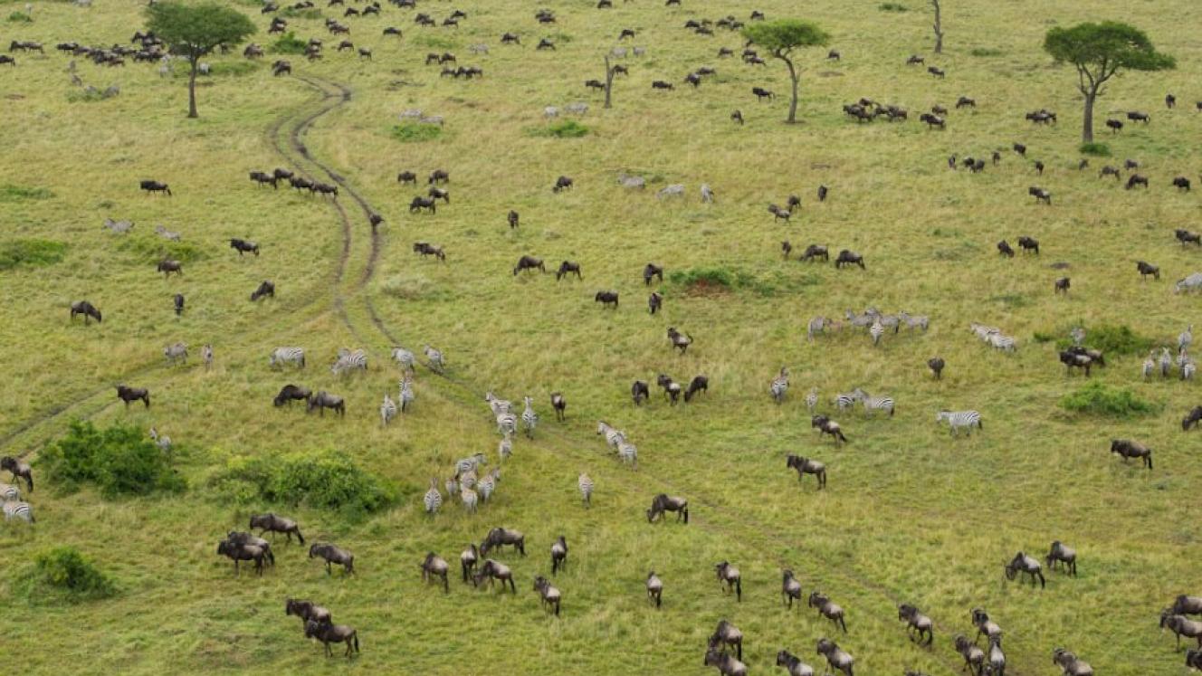 The Maasai Mara National  Reserve is home to dozens of wildlife species.