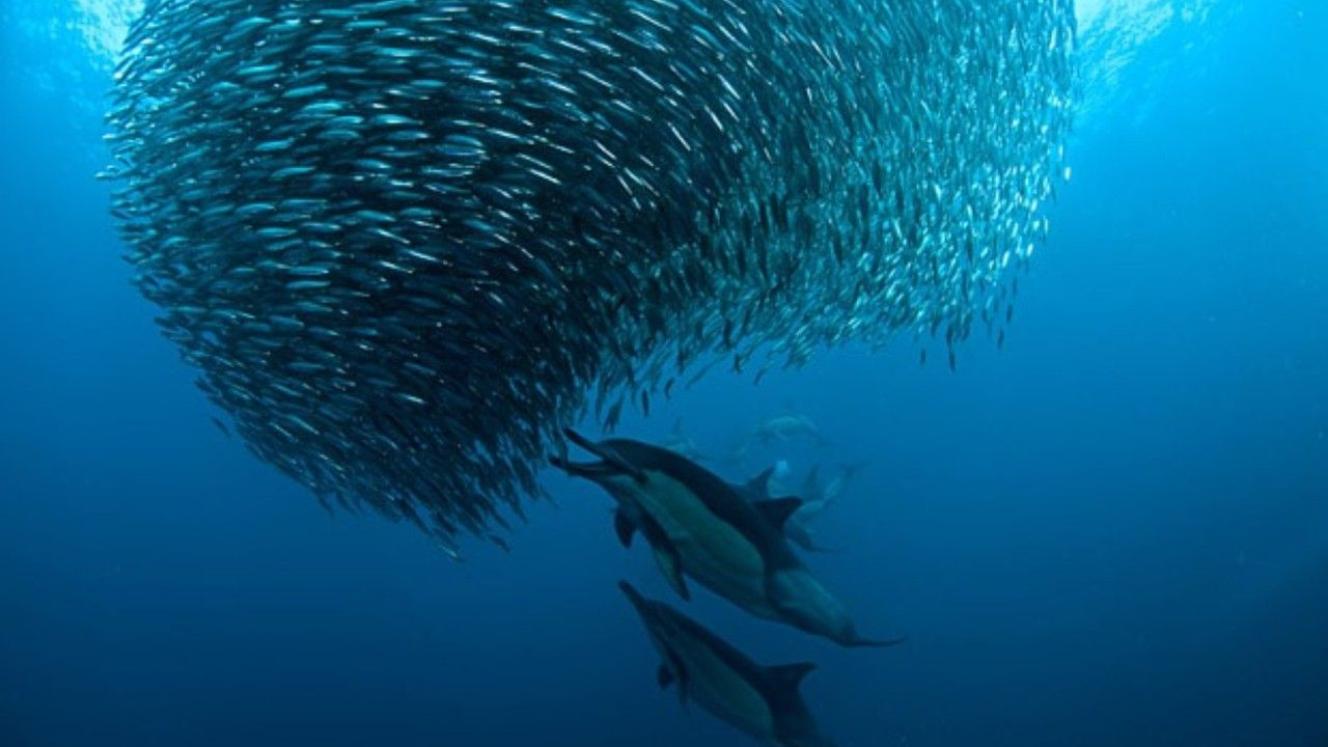Massive sardine shoals have been spotted off the east coast of South Africa in time for the annual Sardine Run.