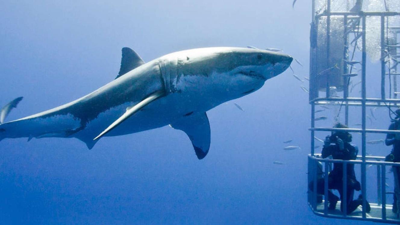 Shark-cage diving has come under fire.