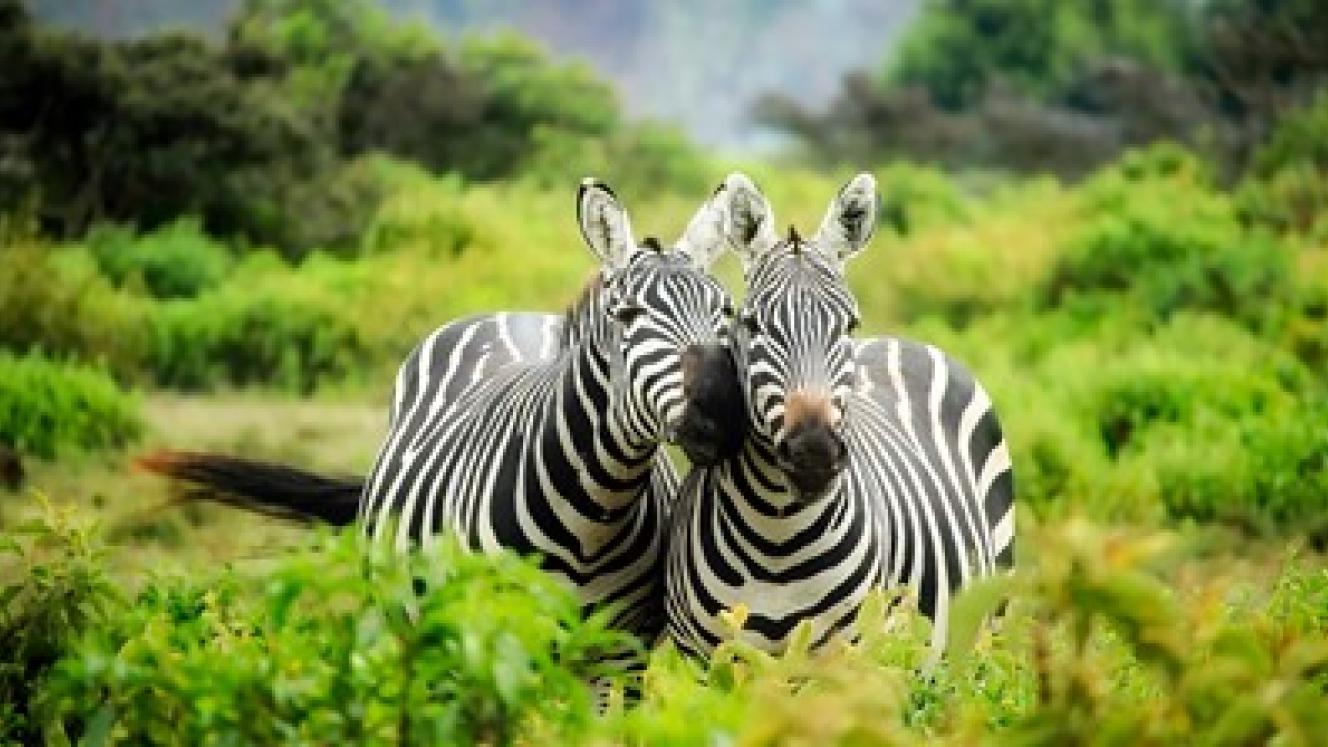  Tailor-made tours by Springbok Atlas.