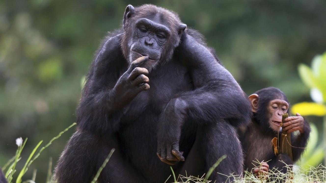 Chimpanzees could open up tourism opportunities as great as those of gorillas.