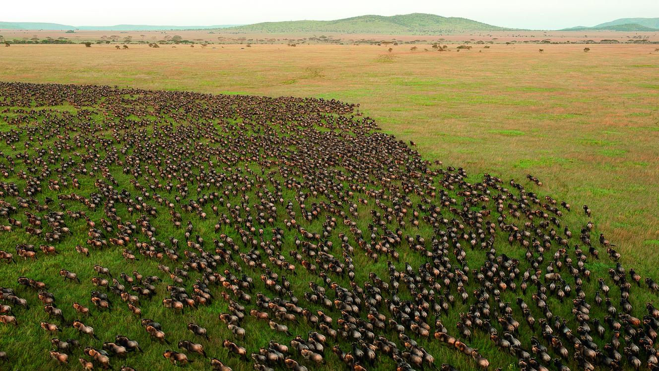 Witness the World Cup Migration.