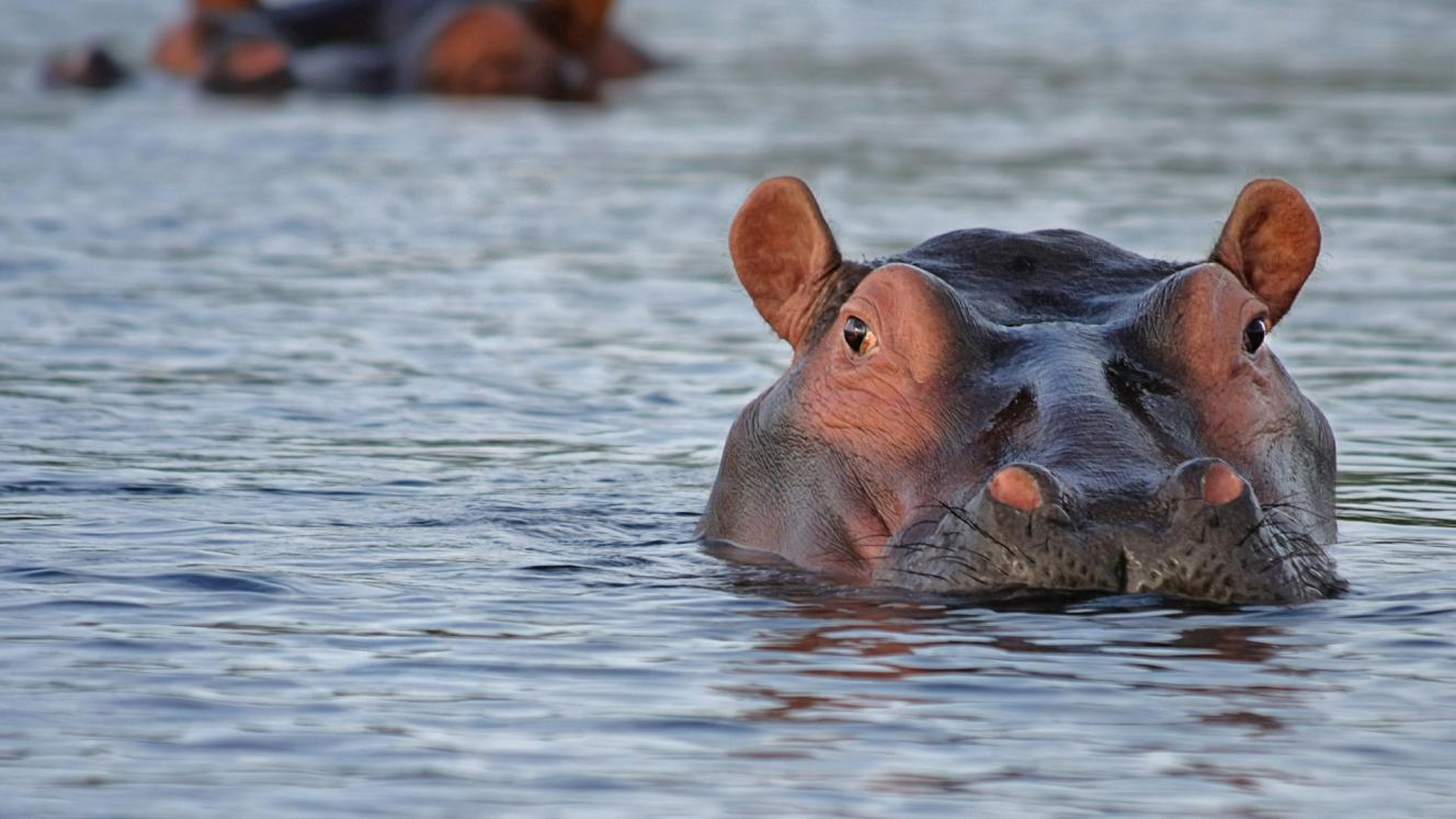 The motion to cull 1 250 hippos is under Cabinet review.