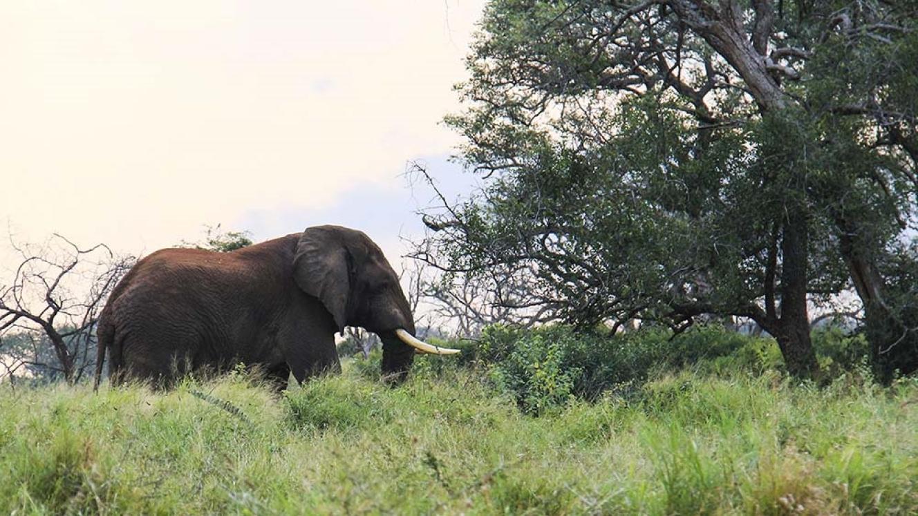 Zinave National Park welcomes elephants.