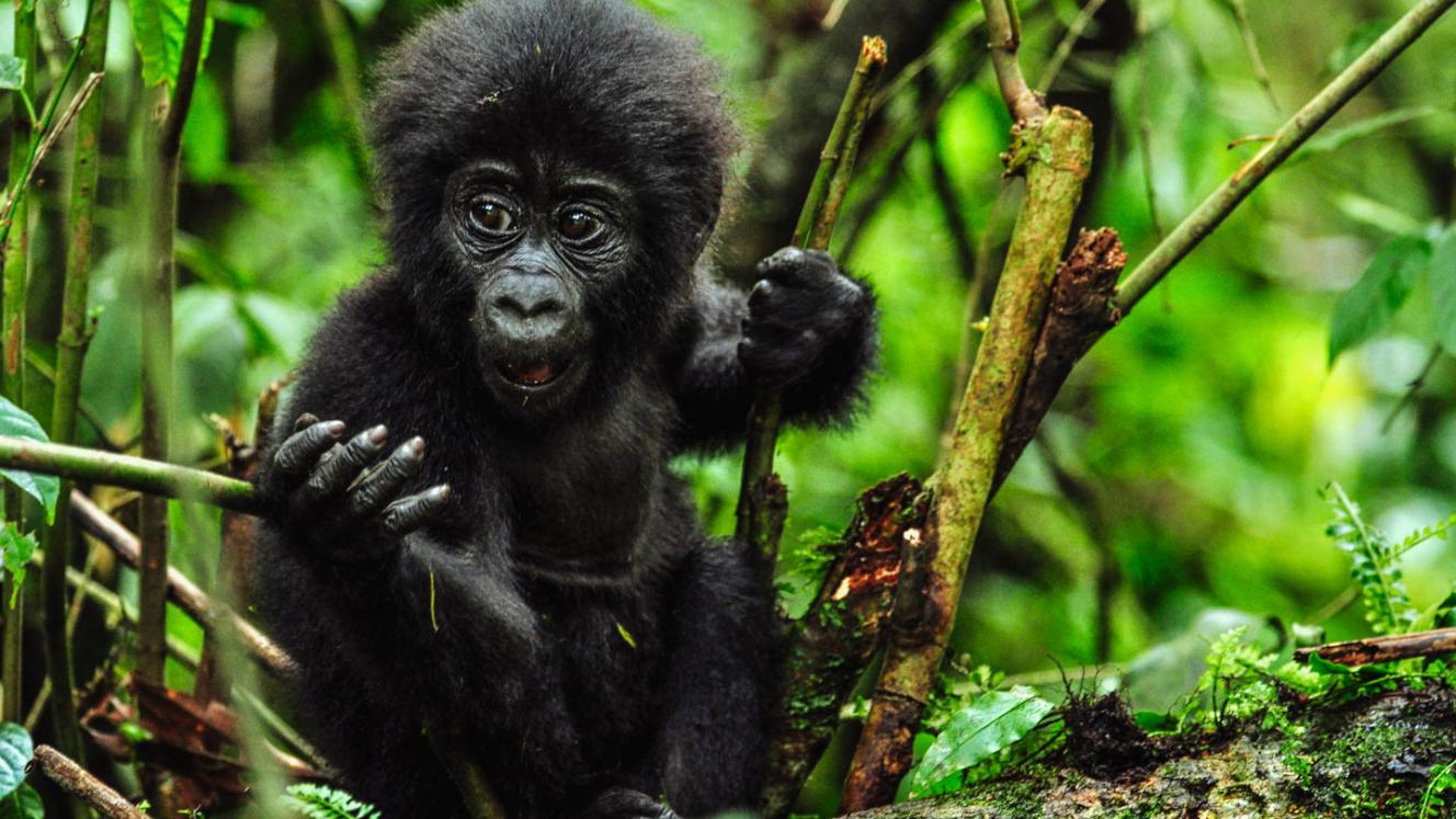 The 2018 Kwita Izina Festival has been launched, in which 23 baby gorillas will be named.
