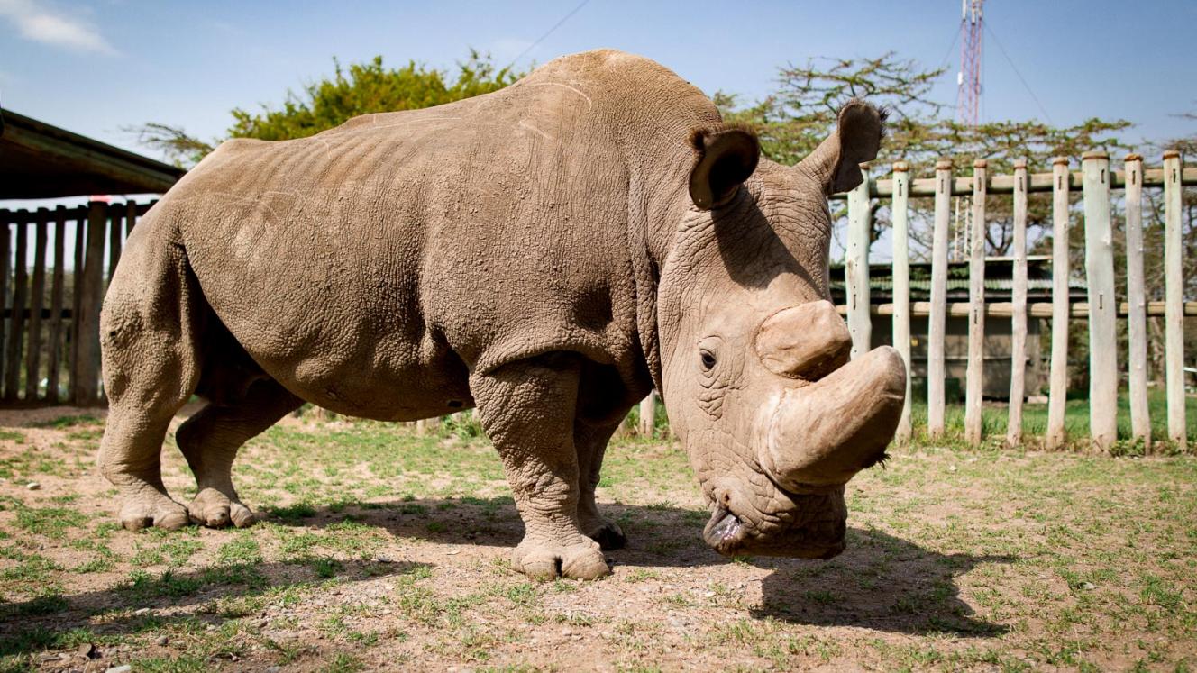 Scientists have developed techniques to create embryos for the near-extinct Northern White Rhino.