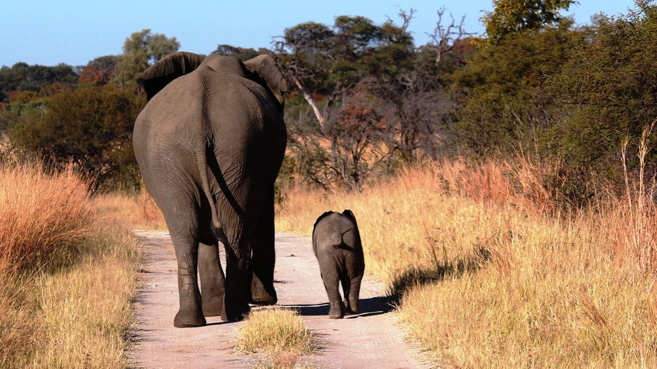 Elephant’s Eye Hwange is currently constructing a new entrance gate into Hwange National Park, which will cut down guests’ travelling time.