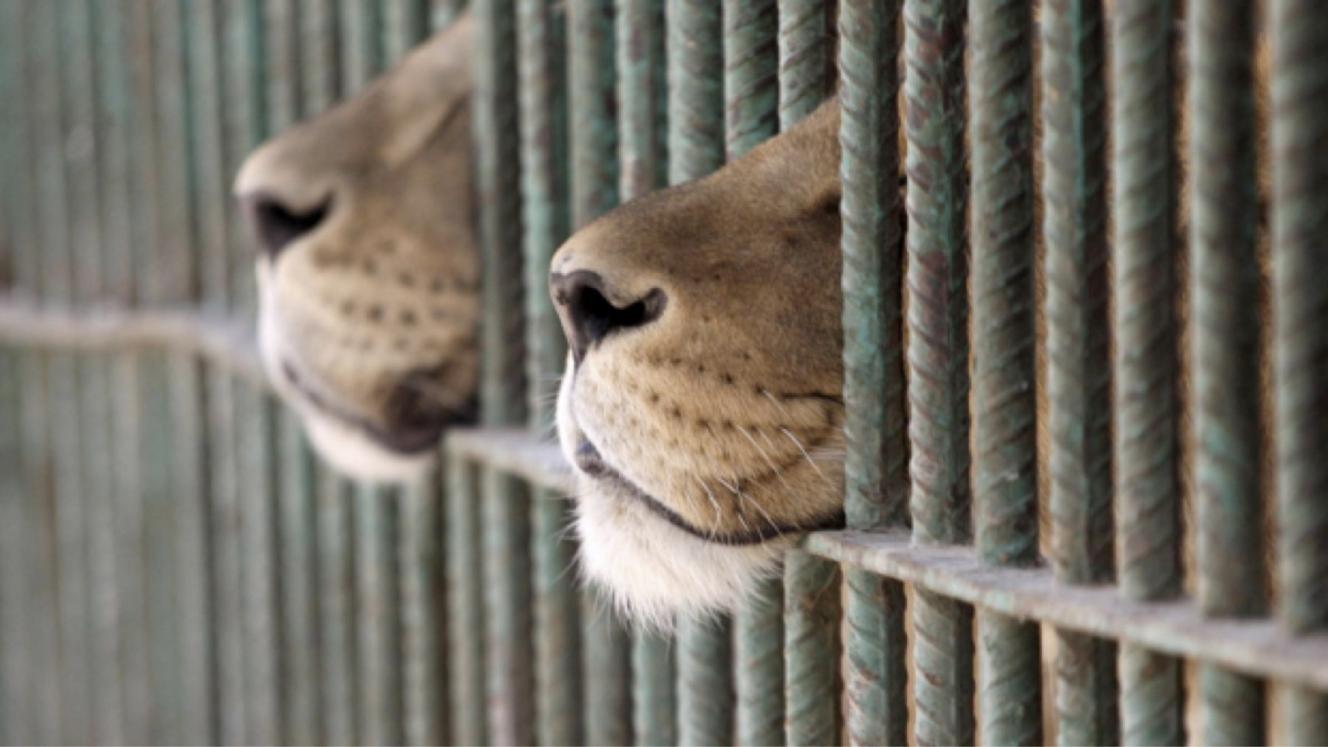 Following research and consultation, FTT has launched its Captive Wildlife Guidelines.