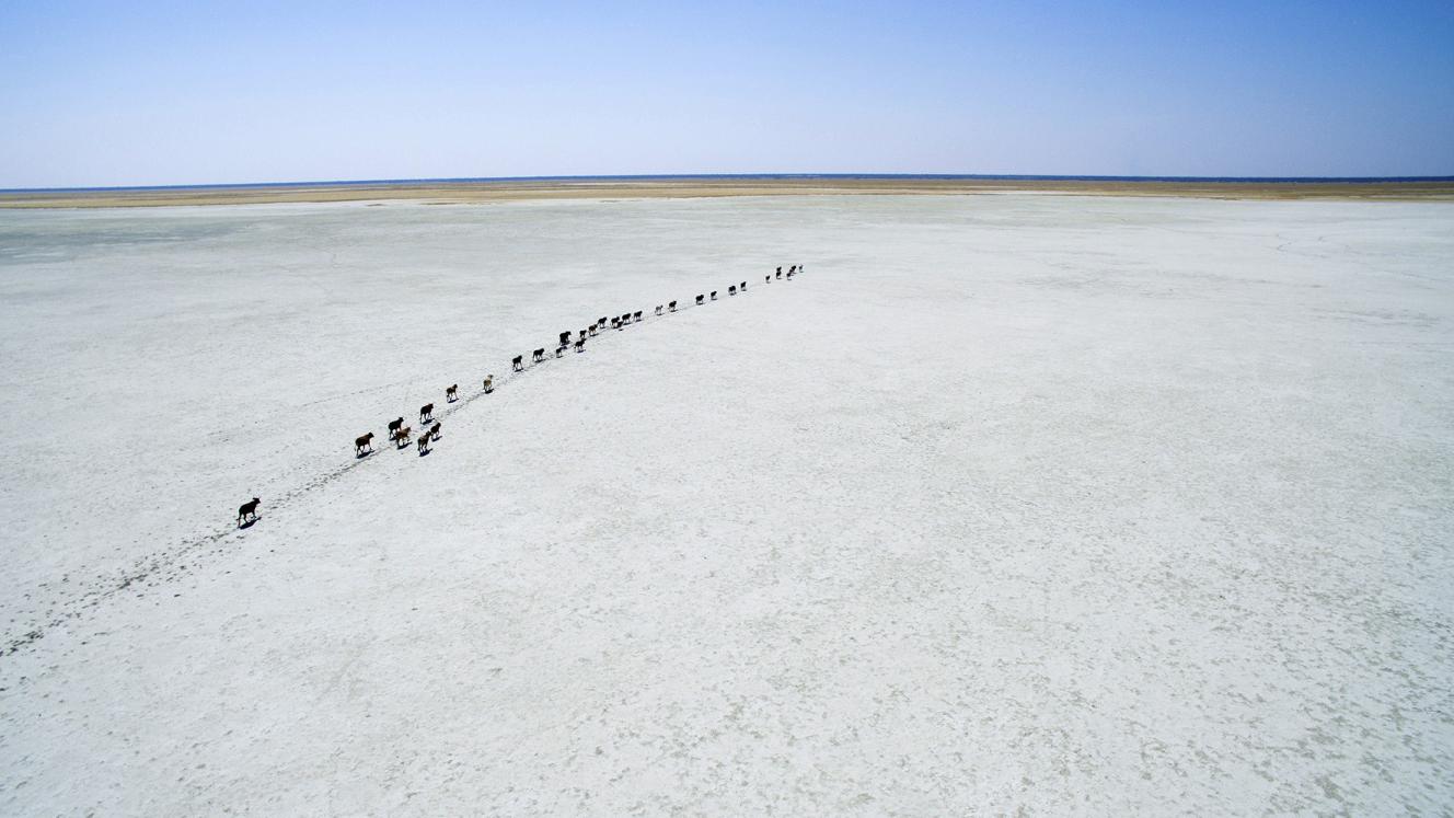 The Gondwana Collection has signed a joint venture agreement with the King Nehale Conservancy, outside Etosha.