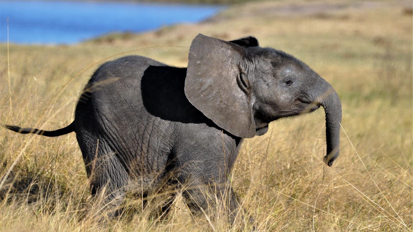 The Conservation & Wildlife Fund will introduce a levy increase for travel from 2019 and 2020.