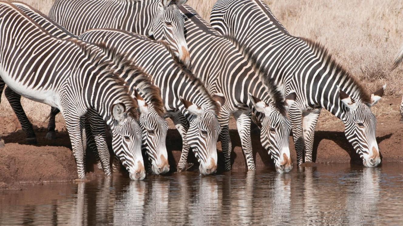 A census has revealed almost 500 more animals in 2018 than in 2016.