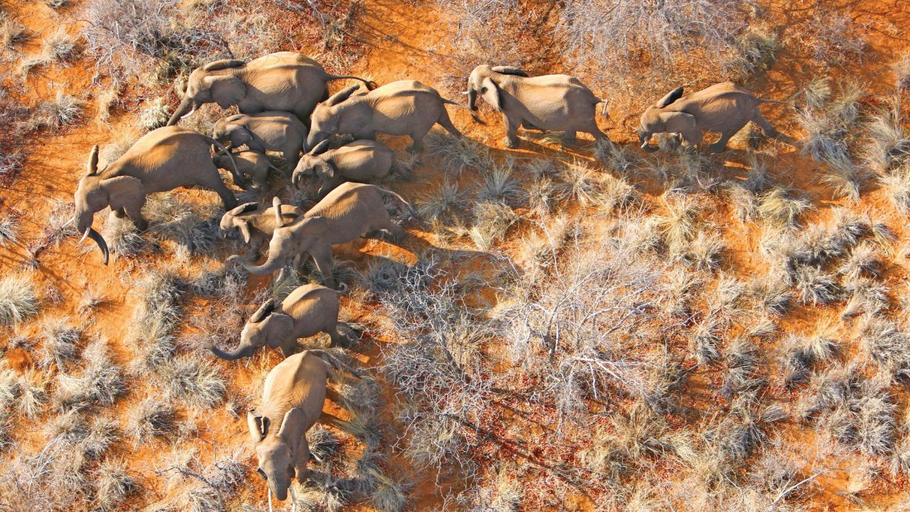 200 Elephants are being moved to Mozambique.