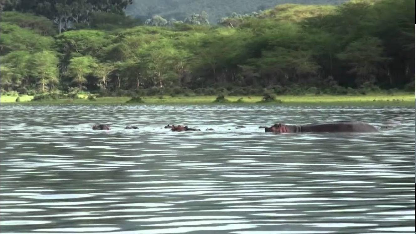 Hotels and investors must now comply with the opening of corridors around Lake Naivasha which they have been accused of blocking.  