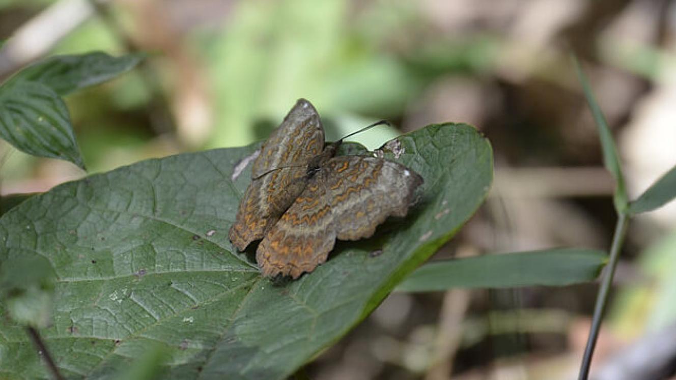 The government of Rwanda has been working on plans to ready Gishwati-Mukura National Park by 2019. Credit: Gishwati-Mukura National Park.