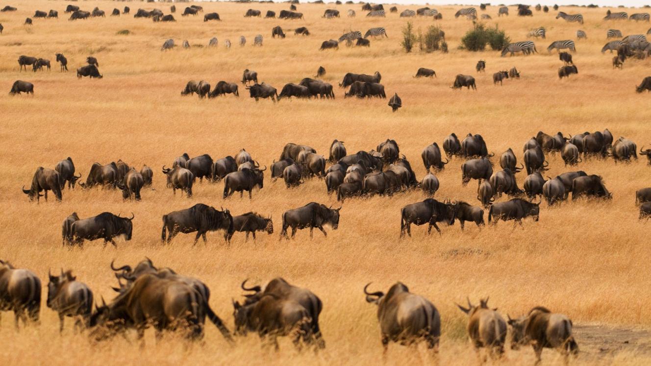 Silverstone Air will fly daily between Nairobi and the Maasai Mara.