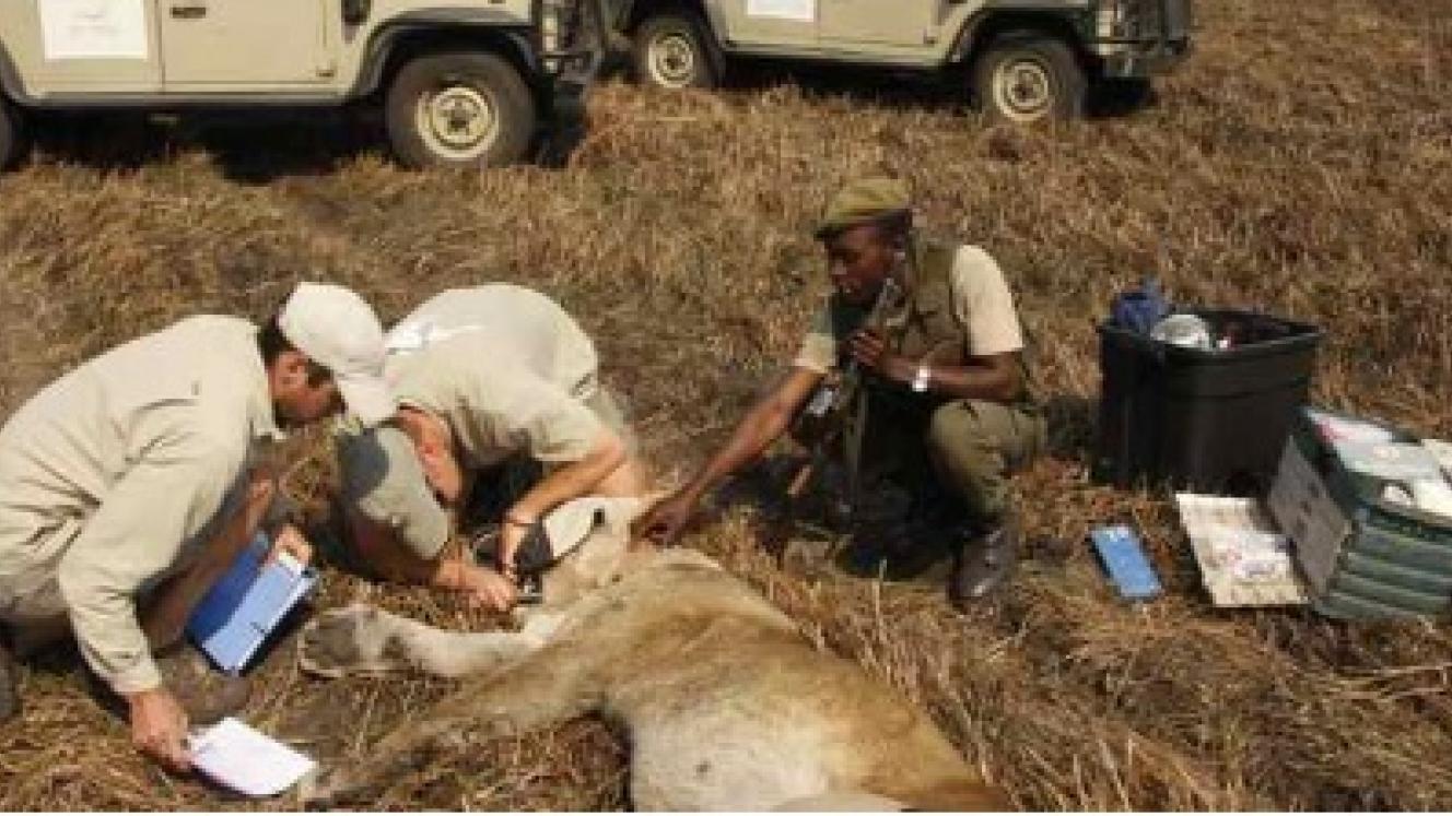 Wilderness Safaris puts conservation at its core, celebrating its 35th birthday with its latest itinerary, Frontier Ecotourism Presence.