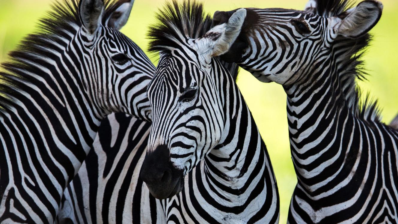 Zambia is to restock wildlife into various national parks, in a bid to promote tourism.