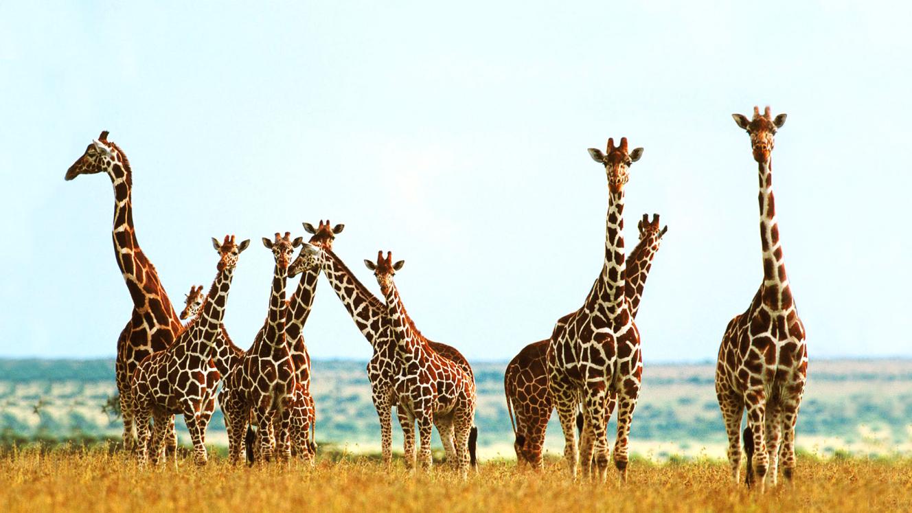 Giraffes to be moved for conservation.
